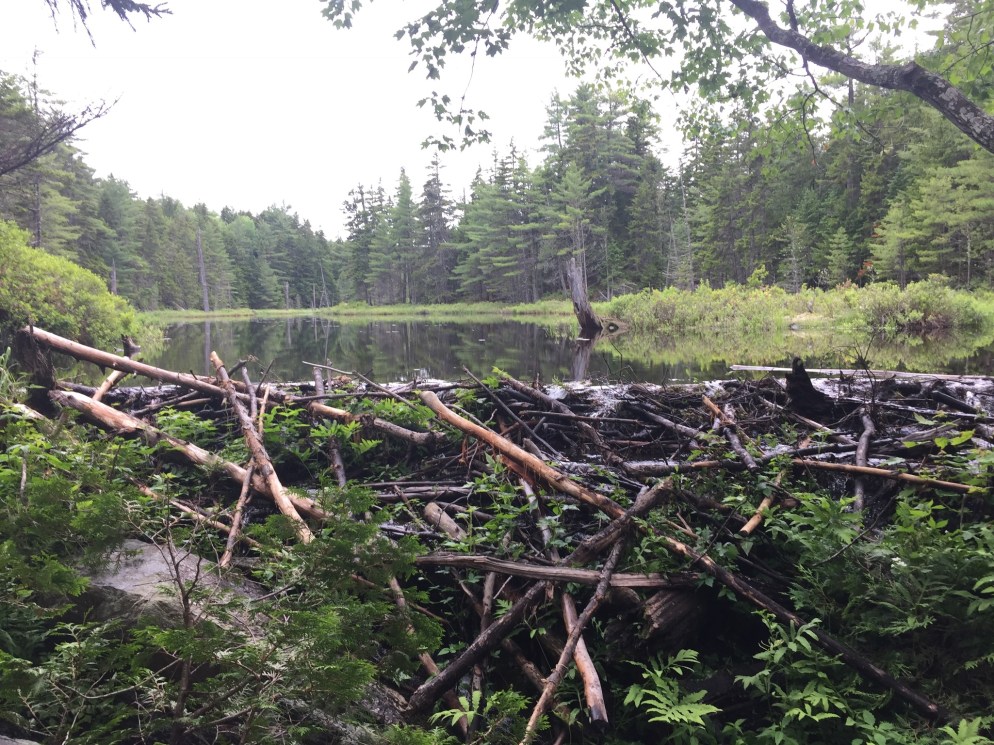 100 Mile Wilderness, Day 1 (Monson to Thompson Brook)