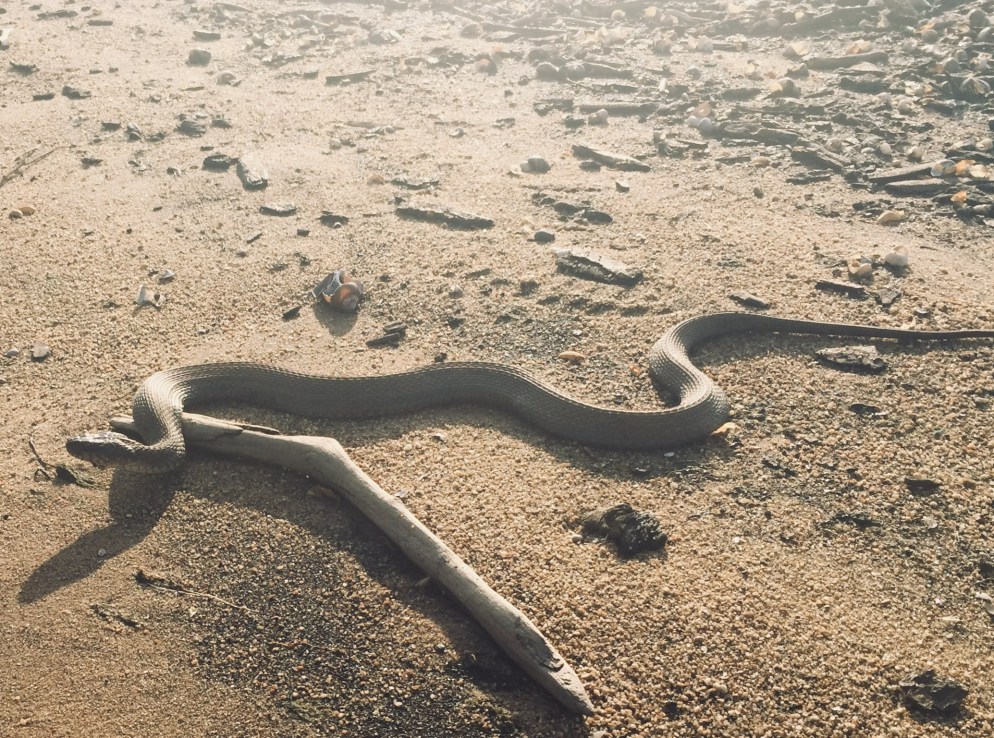 019c66a17505e060a2cb4a9c4590f7355665662239