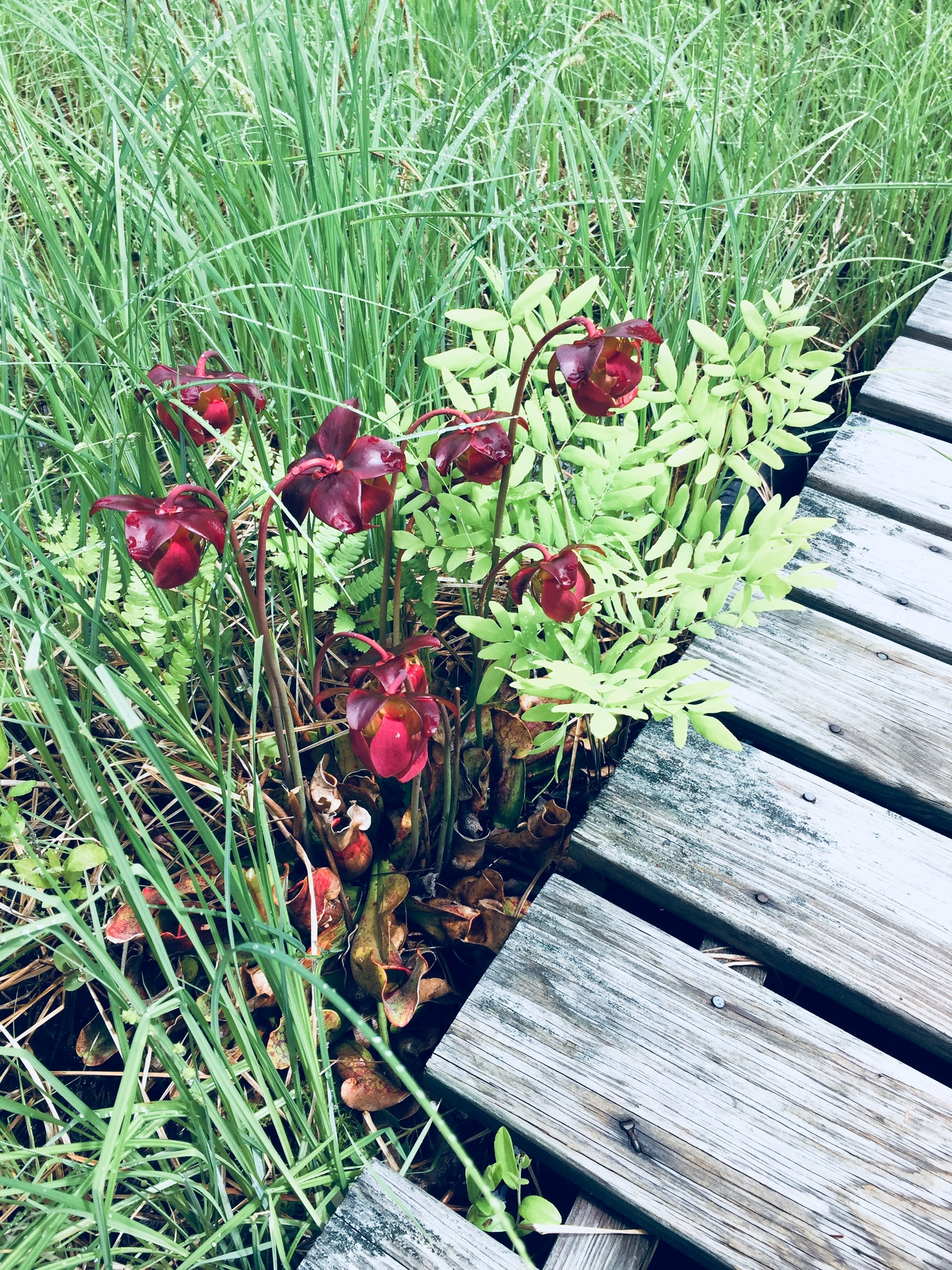 01a09a08e4798525450fd1683fec1370a7cdd526b9