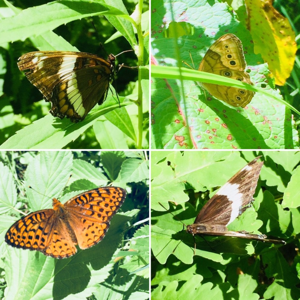 018212e0c16b1b8c4ab9d1aa8ddaaf7080513ec704