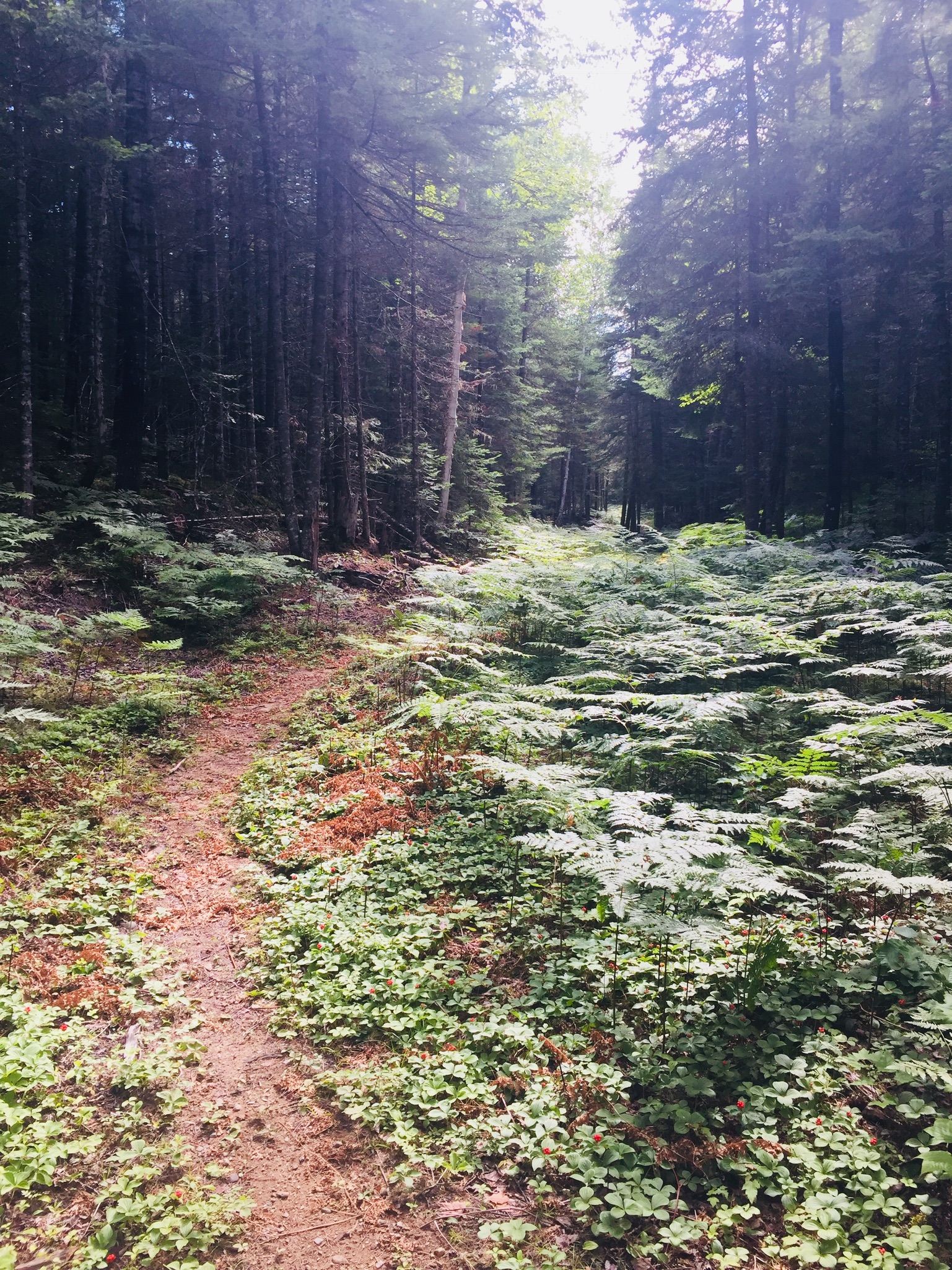 01fdd2b0aad86ac6614cf2fb02b0417e5266c82ccd