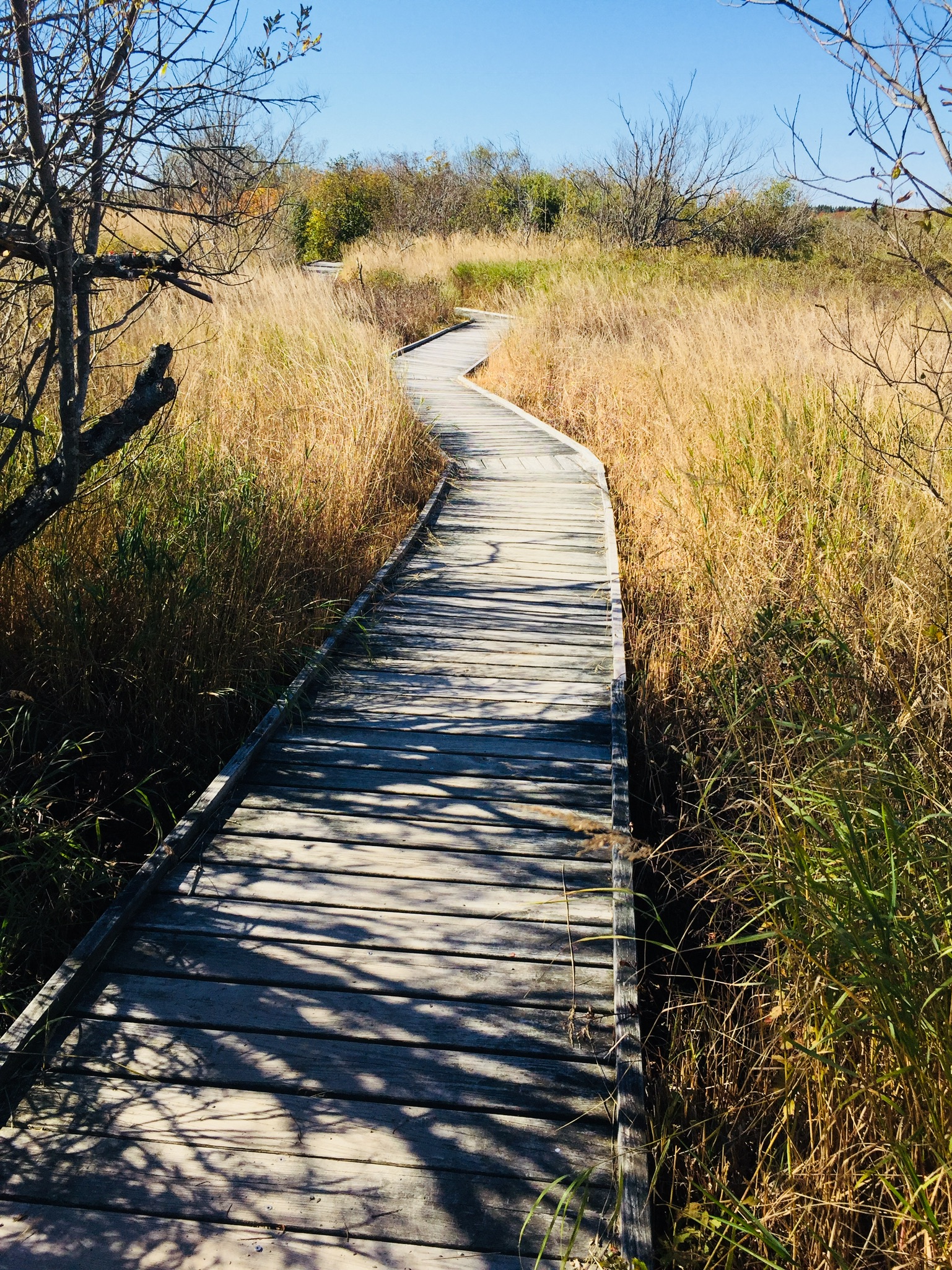 Boardwalk on Mowry Beach Trail