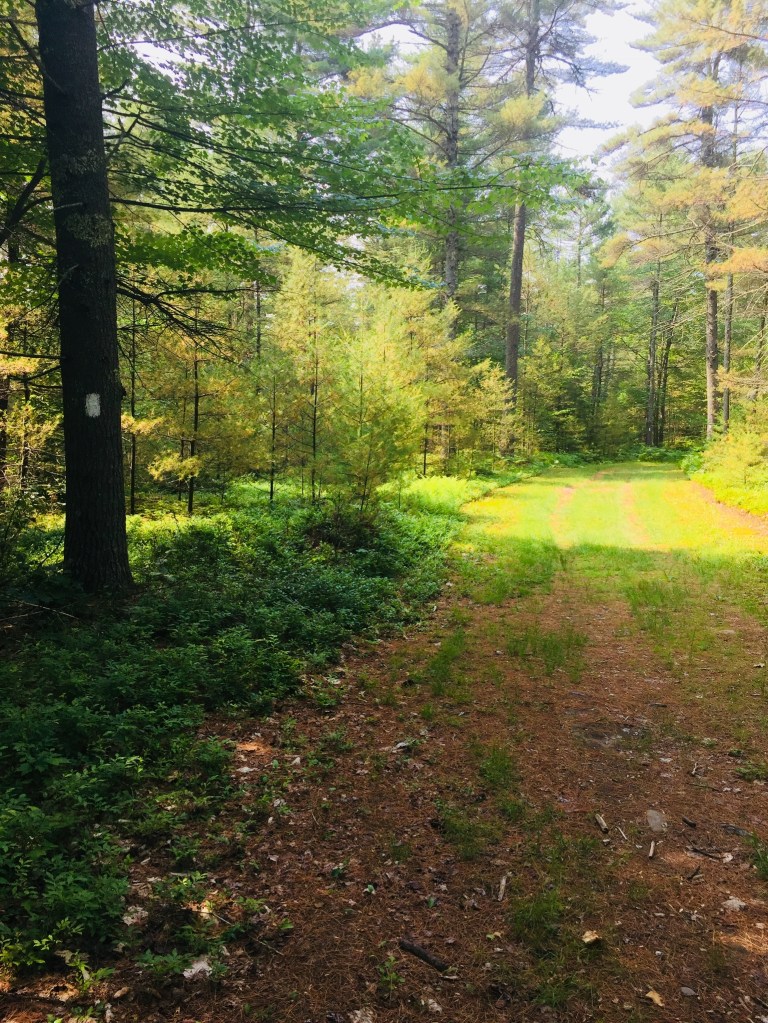 Moose Odyssey Trail, Libby Hill Forest, Gray, Maine