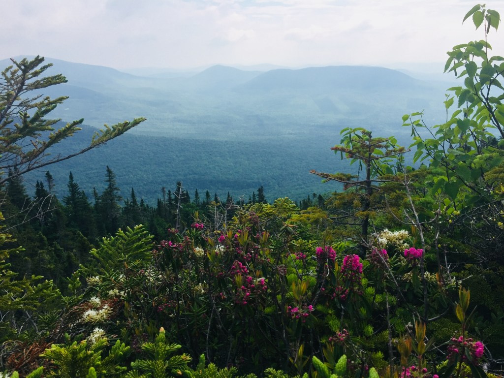 Flowers in the alpine zone, Mount Abram, Kingfield, ME
