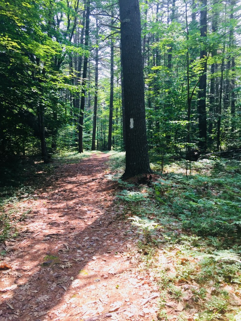 Moose Odyssey Trail, Libby Hill Forest, Gray, Maine
