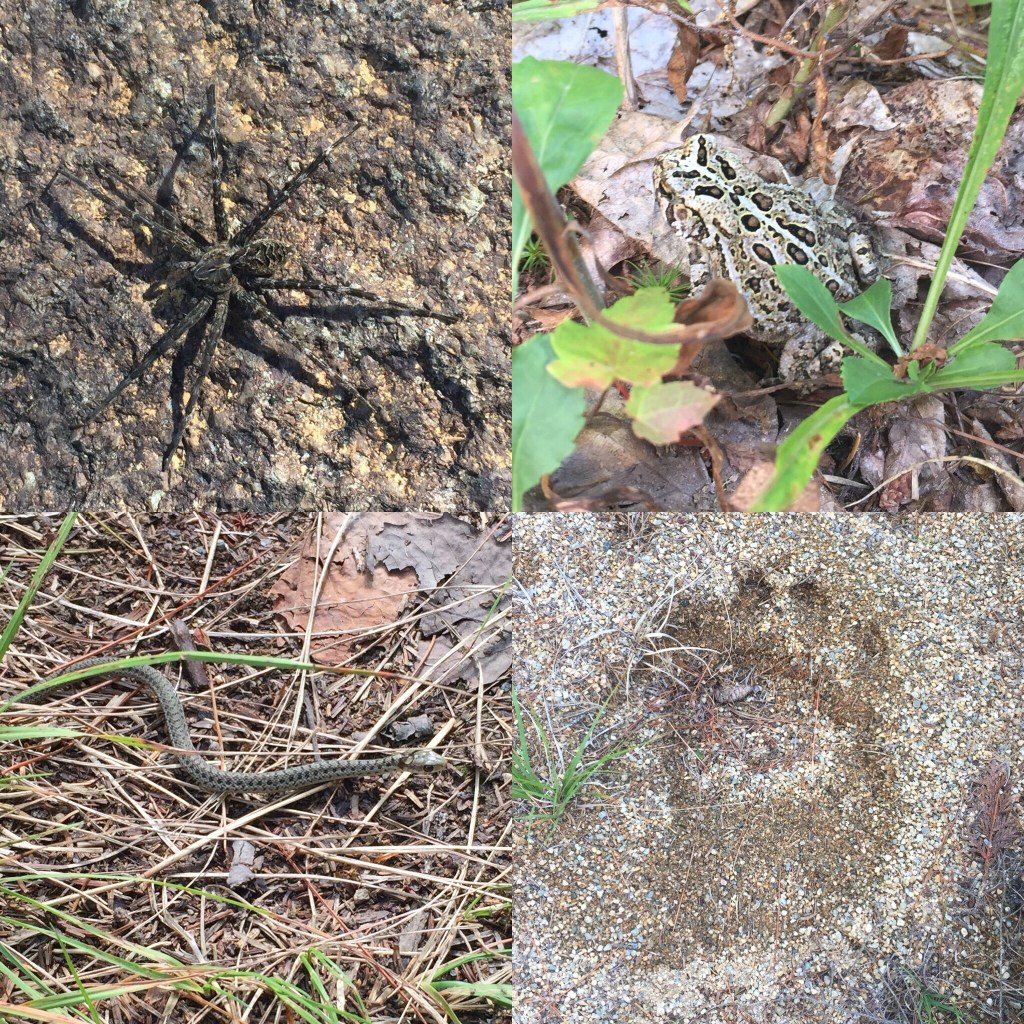 Wildlife on Orin Falls Trail, Katahdin Woods and Waters
