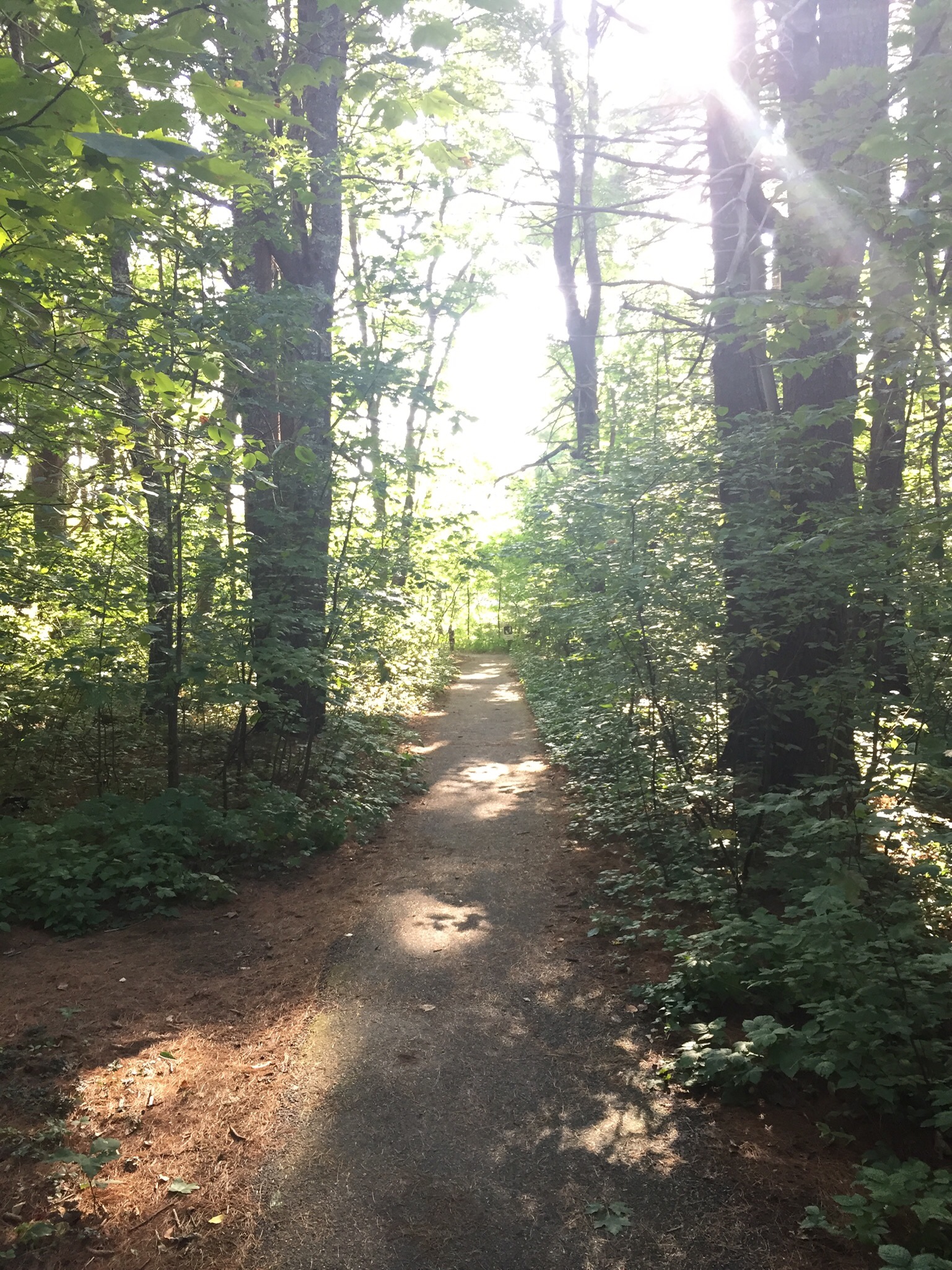 The wide, flat, well-marked Carson Trail, Rachel Carson National Wildlife Refuge, in Wells, ME.