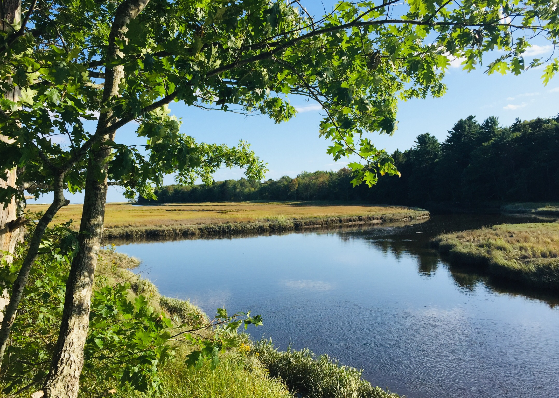 Salt marsh view on the Carson Trail, Rachel Carson National Wildlife Refuge, in Wells, ME.