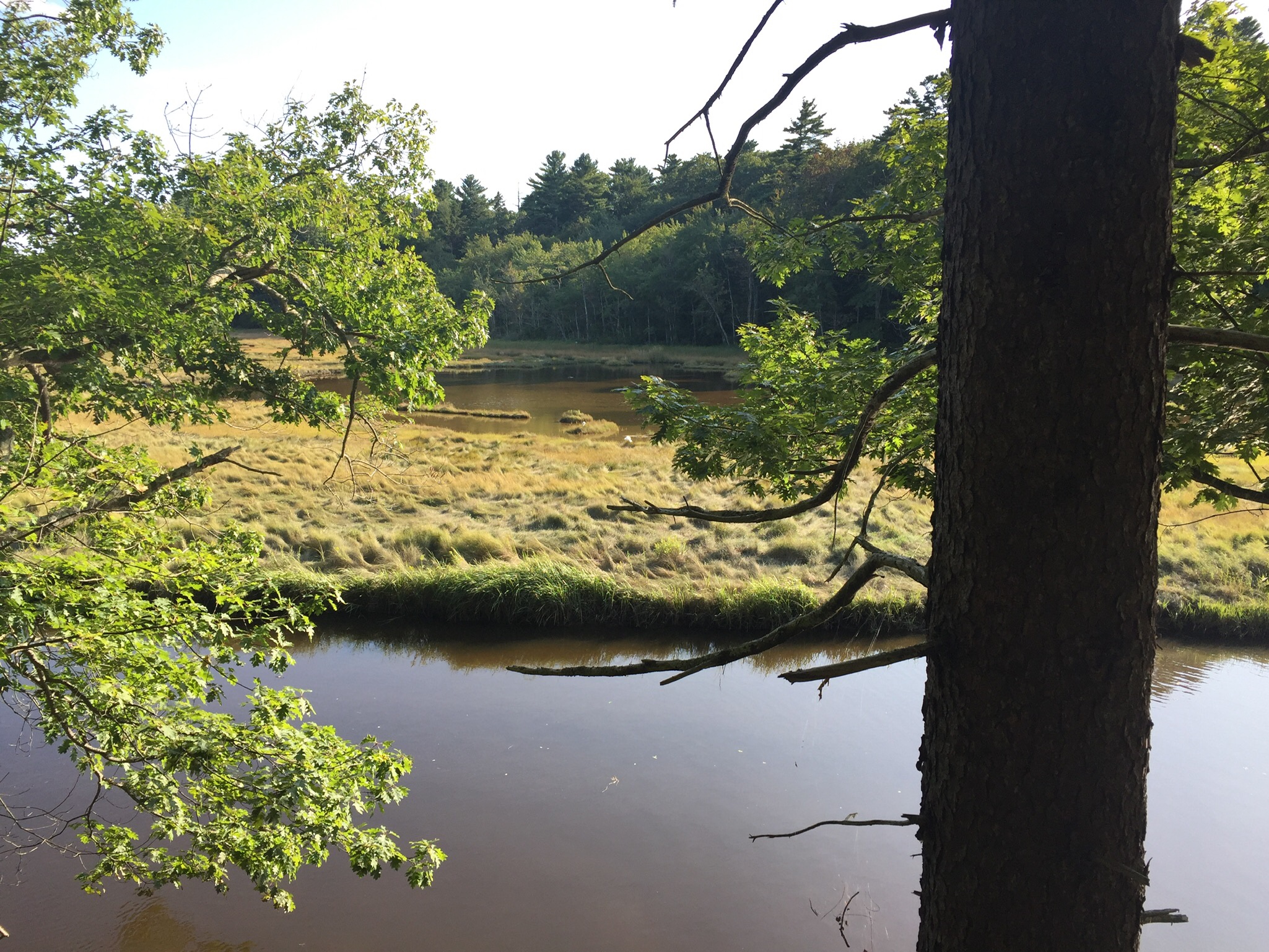 Salt marsh view, Carson Trail, Rachel Carson National Wildlife Refuge, in Wells, ME.