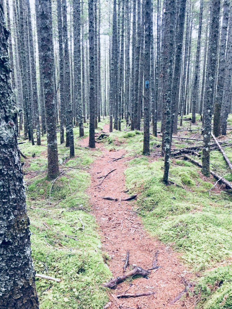 Grassy Pond Trail, Baxter State Park