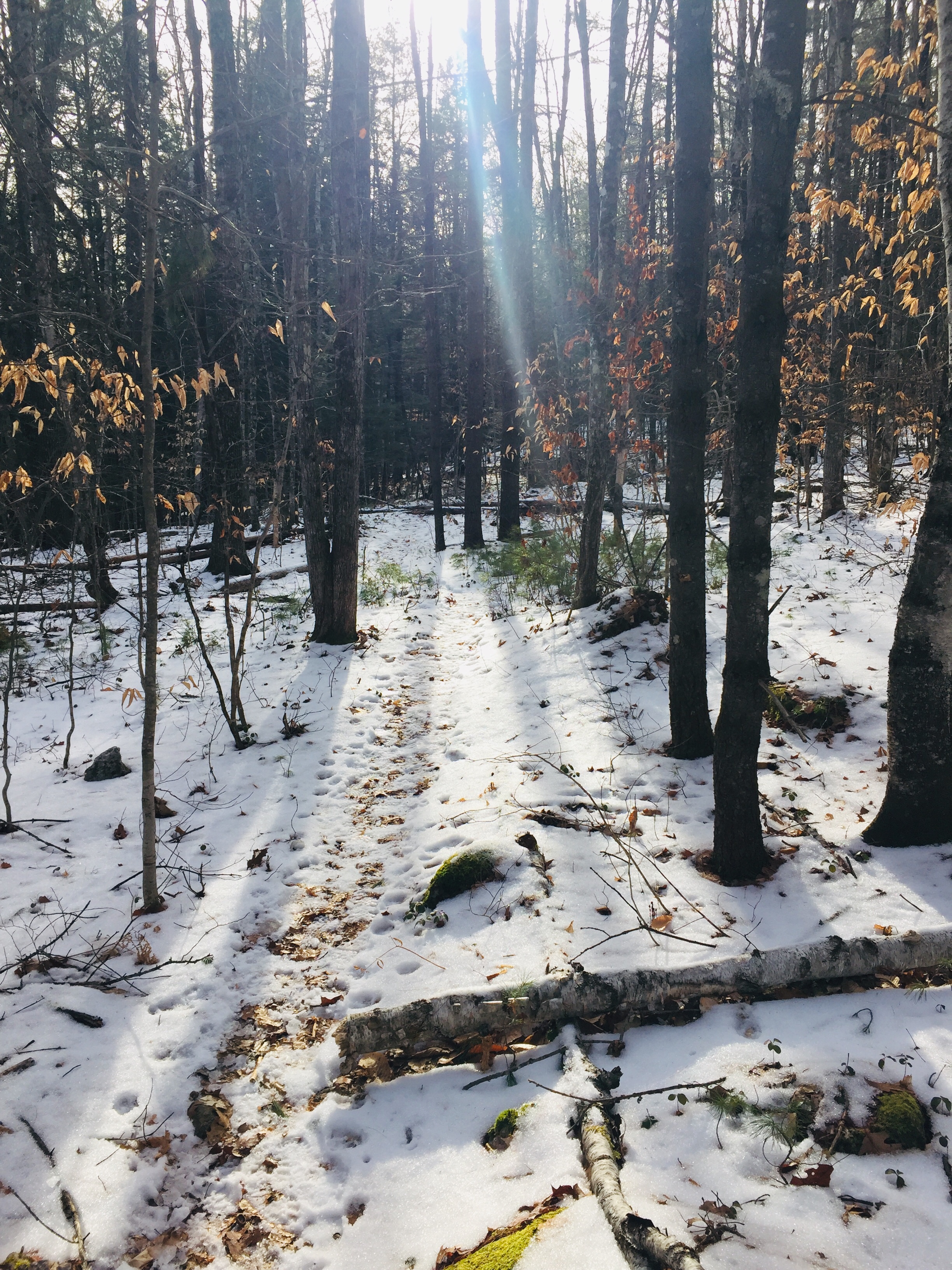 West Ridge Trail in winter, Mount Tom Preserve, Fryeburg, Maine.