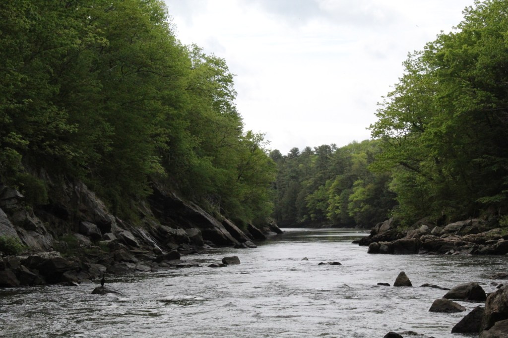 Calmer water and a cormorant, past Presumpscot Falls, Portland, ME